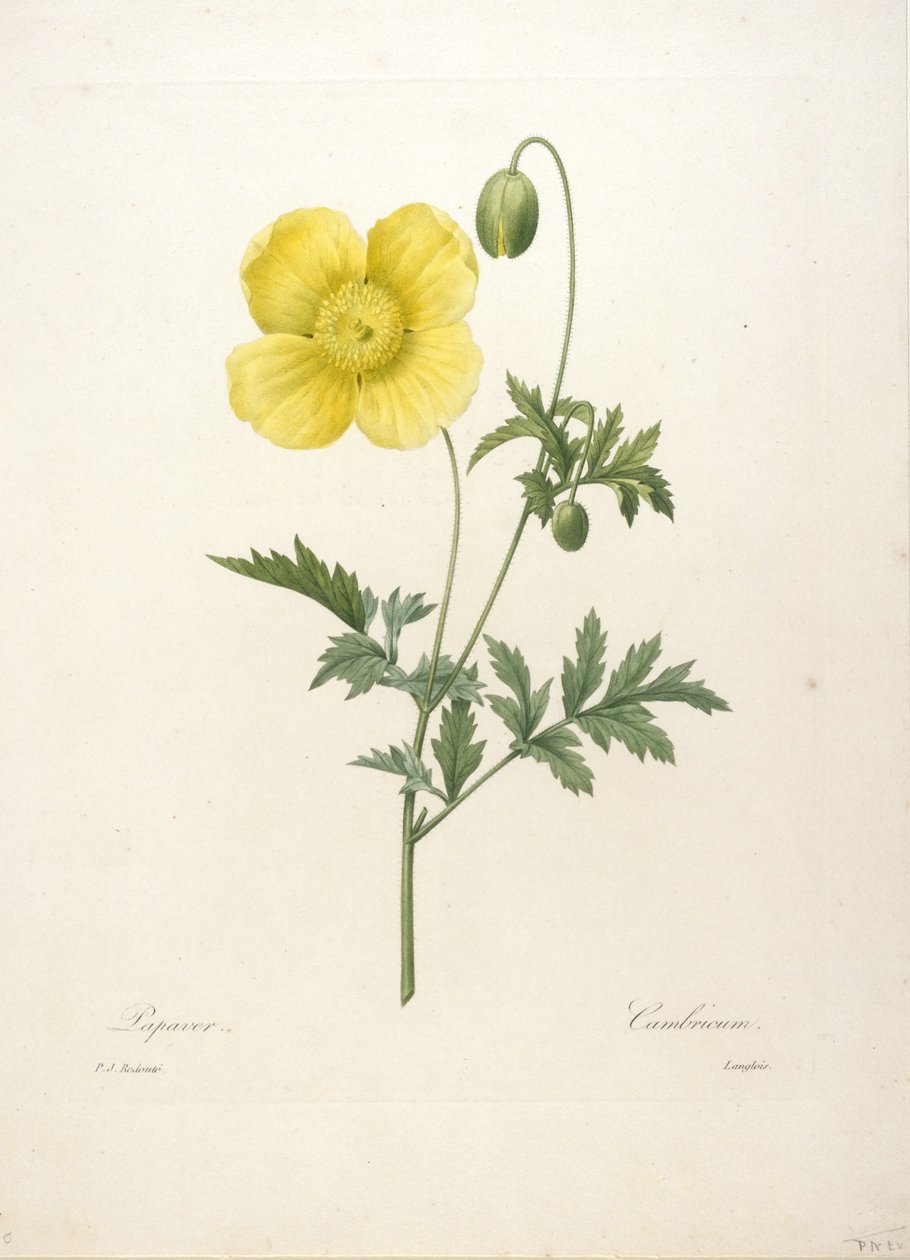 Papaver, z Choice Of The Most Beautiful Flowers and Most Beautiful Fruits, 1827 (ručně kolorovaná tečkovaná rytina) od Pierre Joseph Redouté