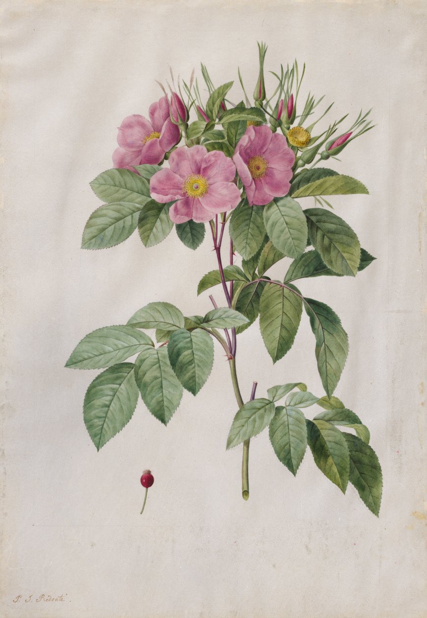 Pasture Rose (Rosa Carolina Corymbosa) od Pierre Joseph Redouté