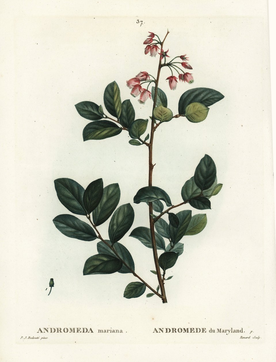Pieris mariana (Andromeda mariana, Andromeda of Maryland). Ručně kolorovaná tečkovaná rytina od Renarda podle ilustrace Pierre-Joseph Redoute z Treat des Arbres et Shrustes, Paříž Henriho Louise Duhamela du Moncel od Pierre Joseph Redouté