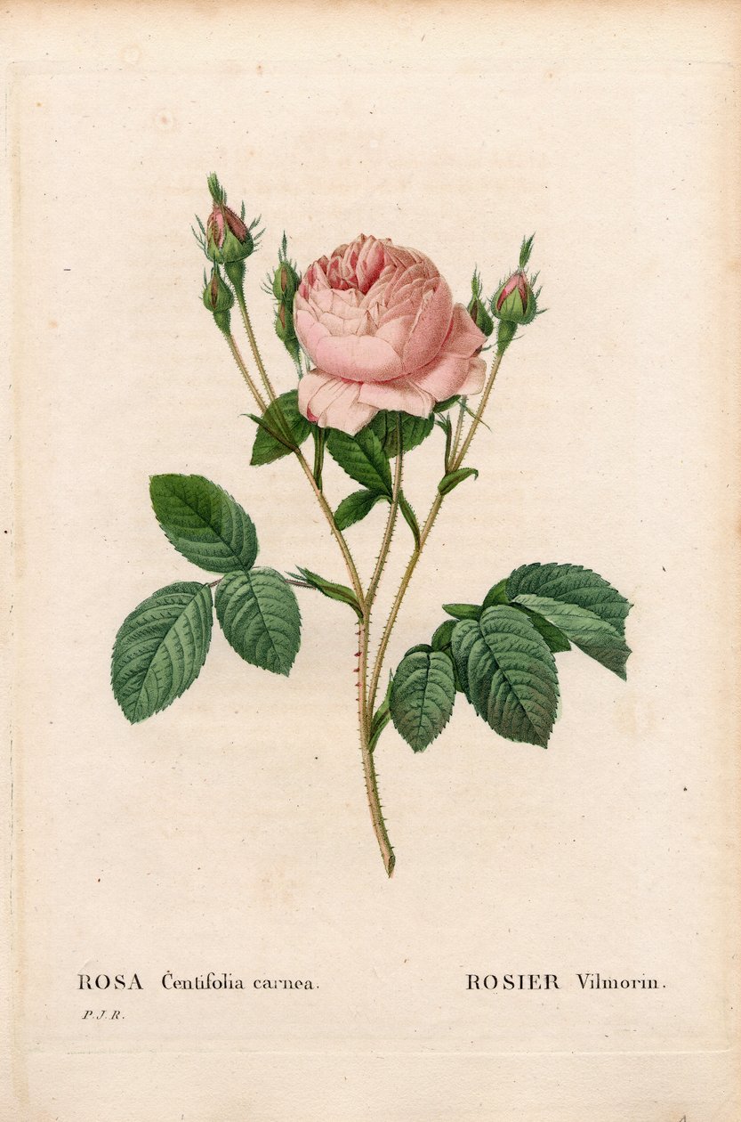 Růžový Vilmorin, Rosa Centifolia Vilmorin. Ručně kolorovaná tečkovaná mědirytina z díla Pierra Josepha Redouta „“Les Roses,” Paris od Pierre Joseph Redouté