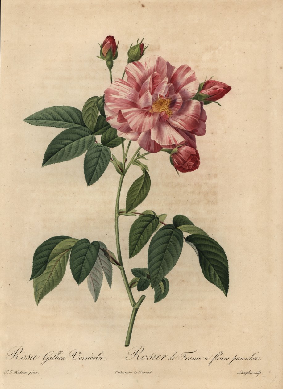 Růžová a bílá galská růže nebo francouzská růže, Rosa gallica od Pierre Joseph Redouté