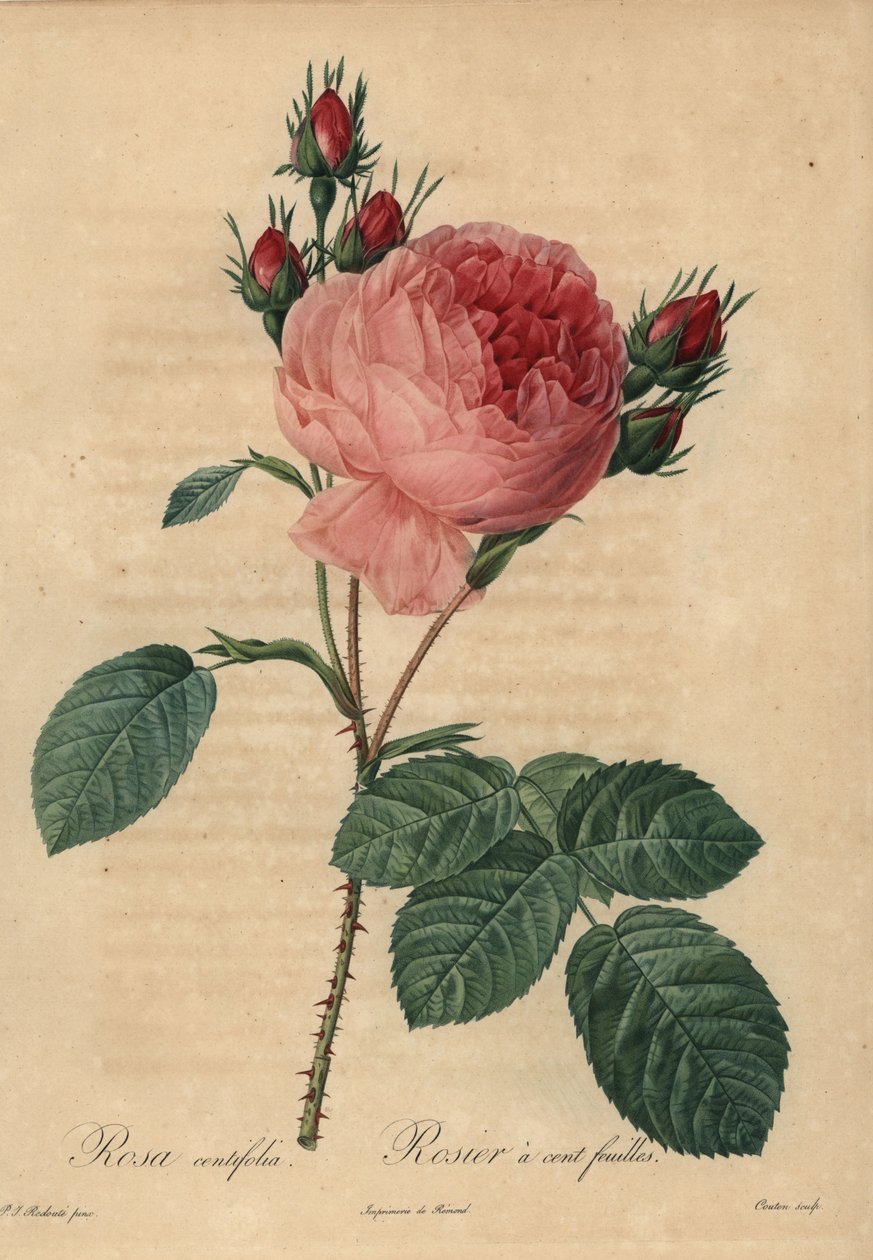 Růžová kapustová růže nebo Provence růže, Rosa centifolia od Pierre-Joseph Redouté