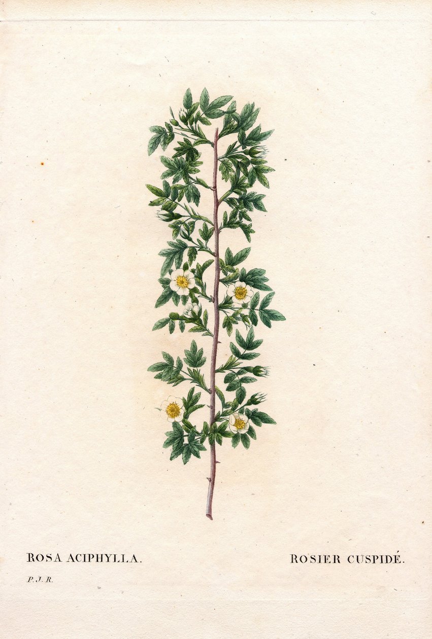 Růžový cuspidate, odrůda Rosa canina. Kuspidová růže, Rosa aciphylla. Ručně kolorovaná tečkovaná mědirytina z díla Pierra Josepha Redouta „“Les Roses,” Paris od Pierre Joseph Redouté