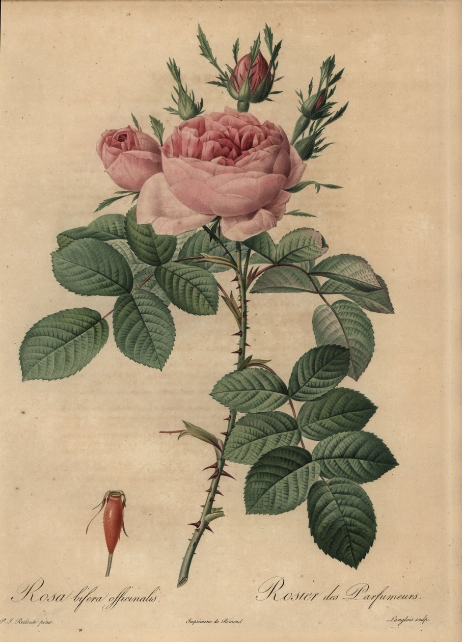 Růžová hybridní růže, Rosa bifera od Pierre Joseph Redouté