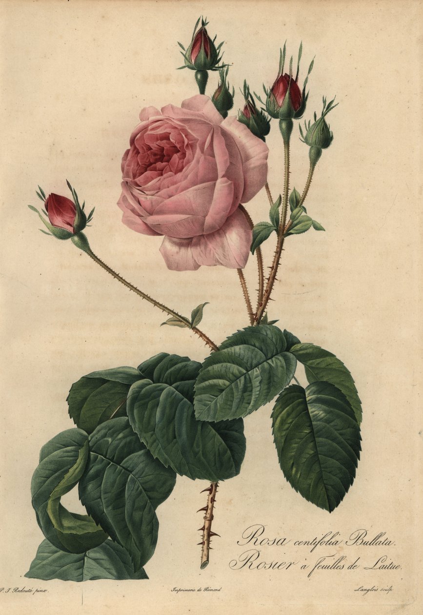Růžová salátová růže Bullata, Rosa centifolia od Pierre Joseph Redouté