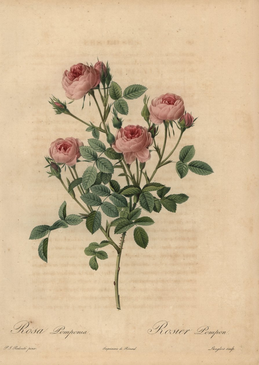 Závěsný od Pierre Joseph Redouté
