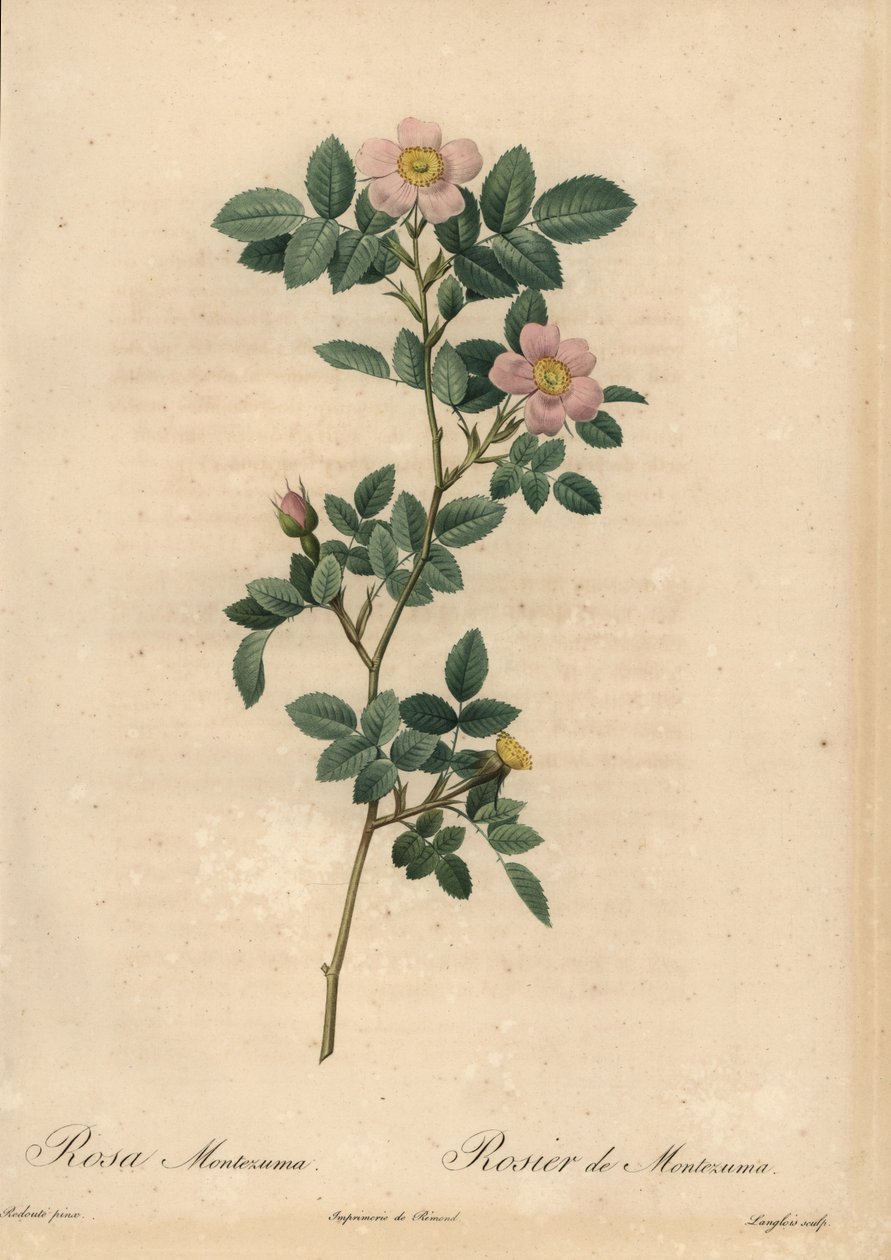 Růžová růže, Rosa Montezuma od Pierre Joseph Redouté