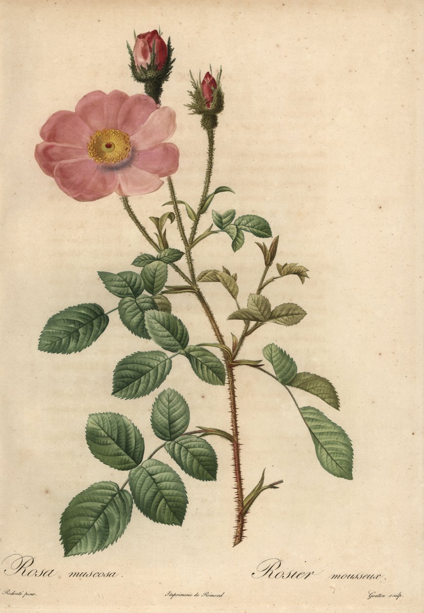 Růžová růže, Rosa muscosa od Pierre Joseph Redouté