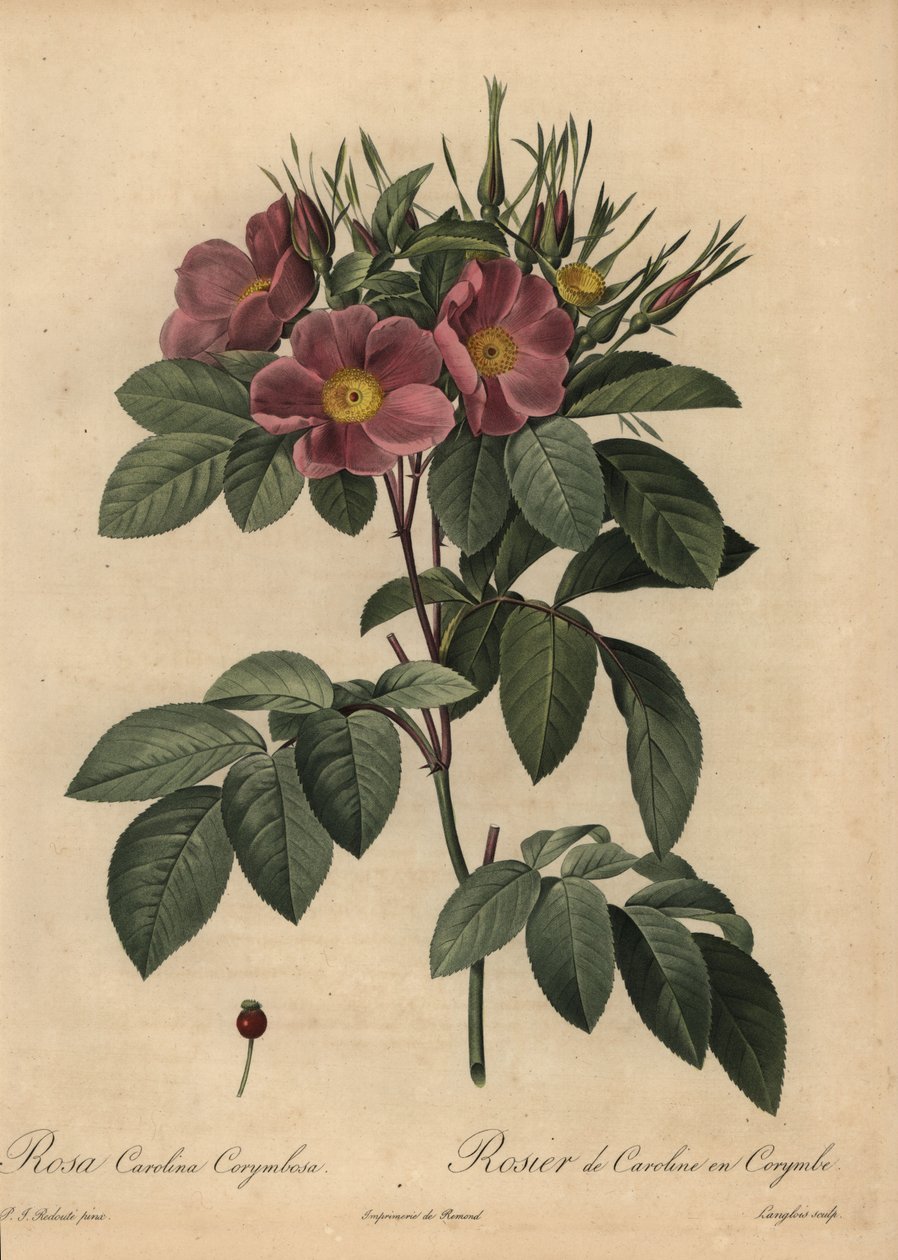 Fialová růže Karolina nebo pastevní růže, Rosa carolina corymbosa od Pierre Joseph Redouté
