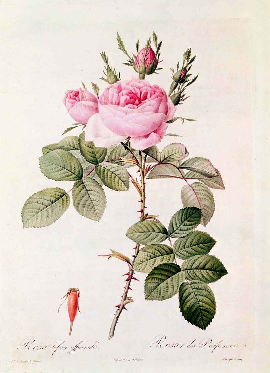 Rosa Bifera Officinalis, z „Les Roses“ od Clauda Antoina Thoryho (1757-1827), vyryla Eustache Hyacinthe Langlois (1777-1837) od Pierre Joseph Redouté