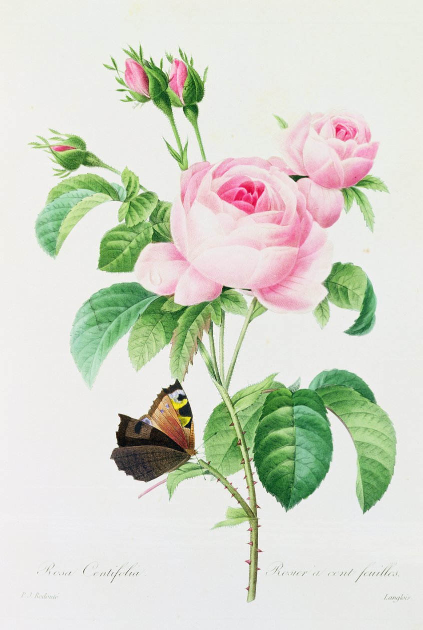 Rosa Centifola (barevná rytina) od Pierre Joseph Redouté