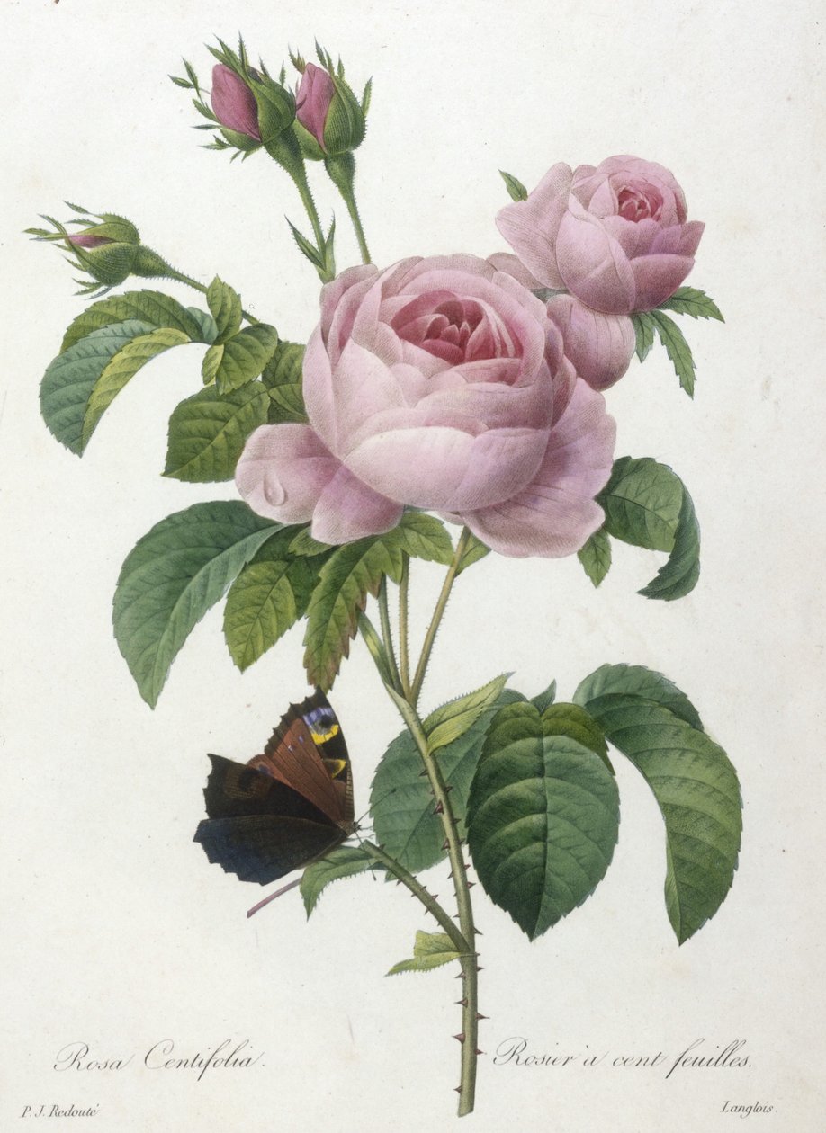 Rosa Centifolia, Rosier a cent-feuilles, z Choice Of The Most Beautiful Flowers and Most Beautiful Fruits, 1827 (ručně kolorovaná tečkovaná rytina) od Pierre Joseph Redouté