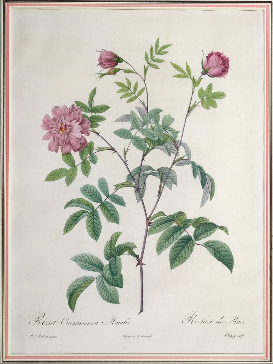 Rosa Cinnamomea Maialis, ryl Chapuy, vydal Remond od Pierre Joseph Redouté