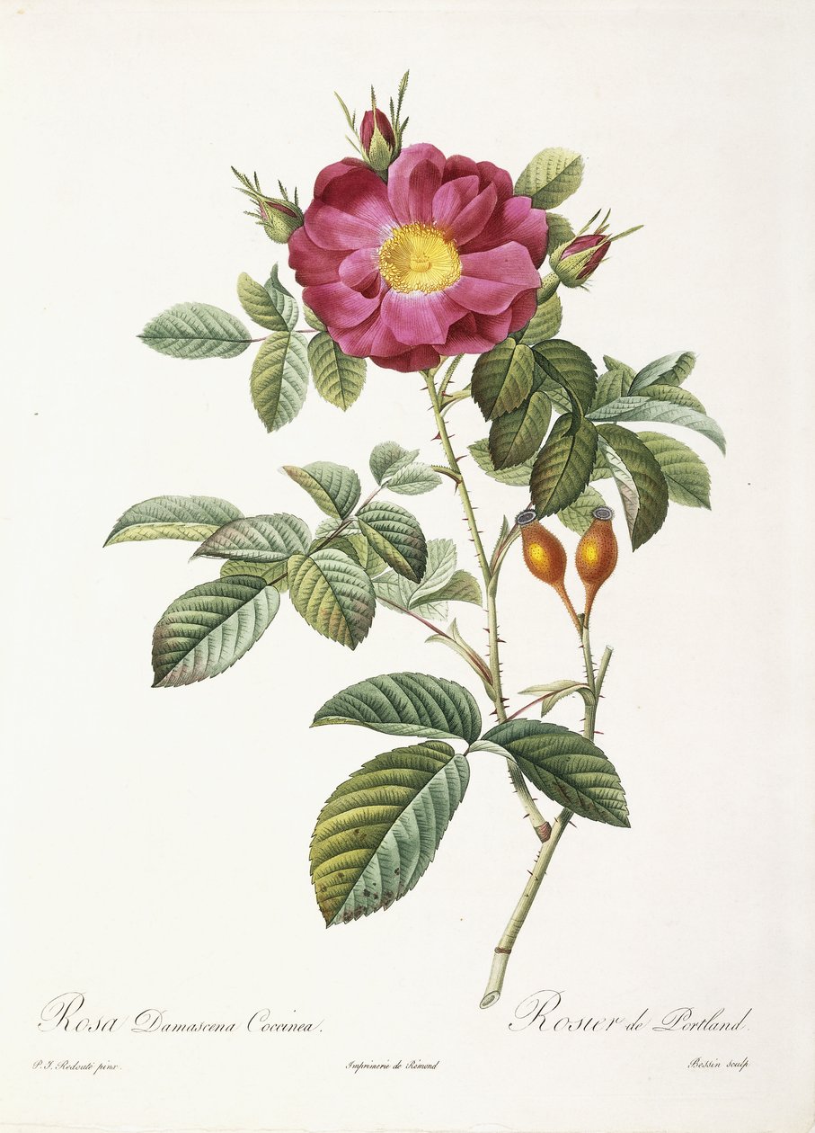 Rosa Damascena Coccina od Pierre Joseph Redouté