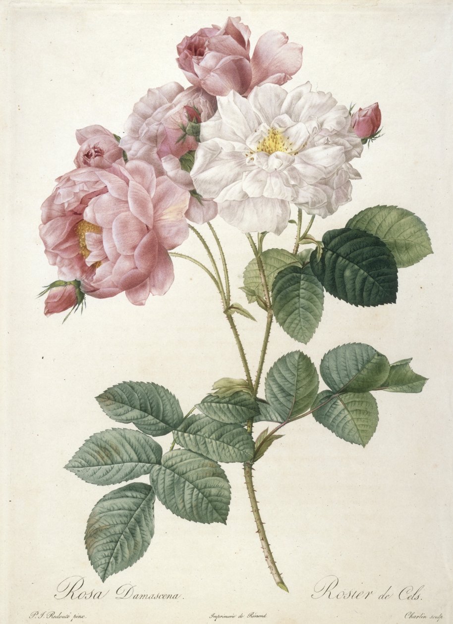 Rosa Damascena, Rosier de Cels, z Les Roses, 1817-24 (ručně kolorovaná tečkovaná rytina) od Pierre Joseph Redouté