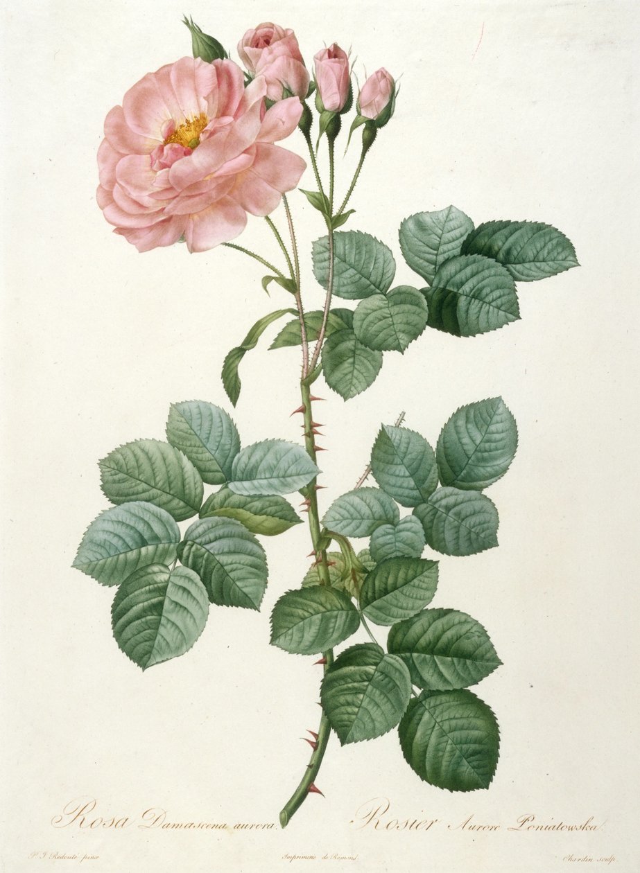 Rosa Damascena aurora, Rosier Aurore Poniatowska z La Couronne de roses, 1817-1824. od Pierre Joseph Redouté