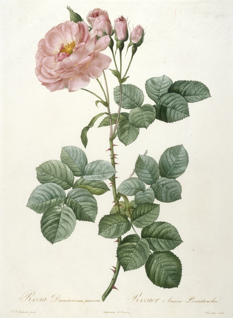Rosa Damascena aurora, Rosier Aurore Poniatowska, z La Couronne Des Roses, 1817-1824 (ručně kolorovaná tečkovaná rytina) od Pierre Joseph Redouté