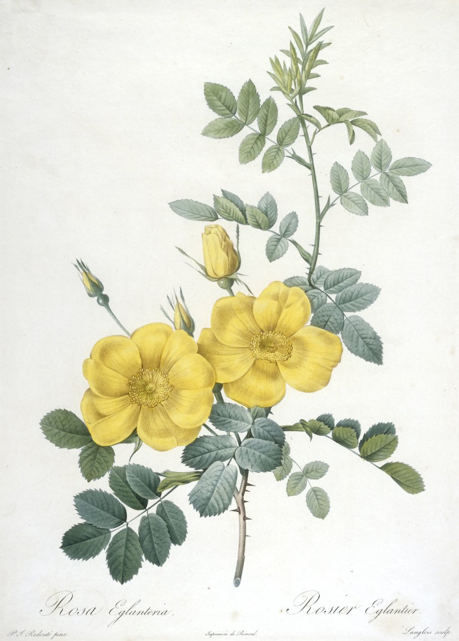 Rosa Eglanteria, Rosier Eglantier, z Les Roses, 1817-24 (ručně kolorovaná tečkovaná rytina) od Pierre Joseph Redouté