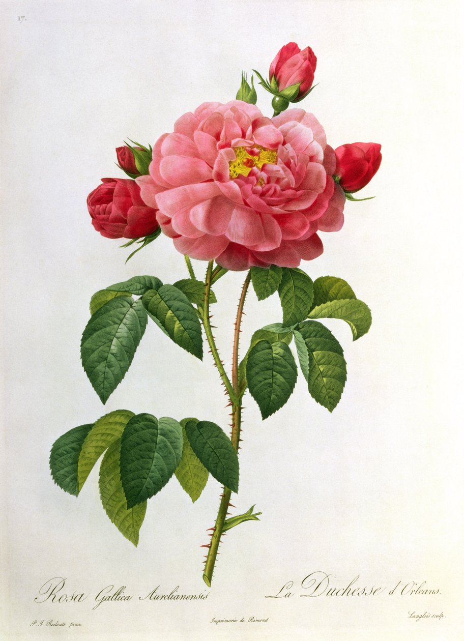 Rosa Gallica Aurelianensis, vyryl Eustache Hyacinthe Langlois (1777-1837) od Pierre Joseph Redouté