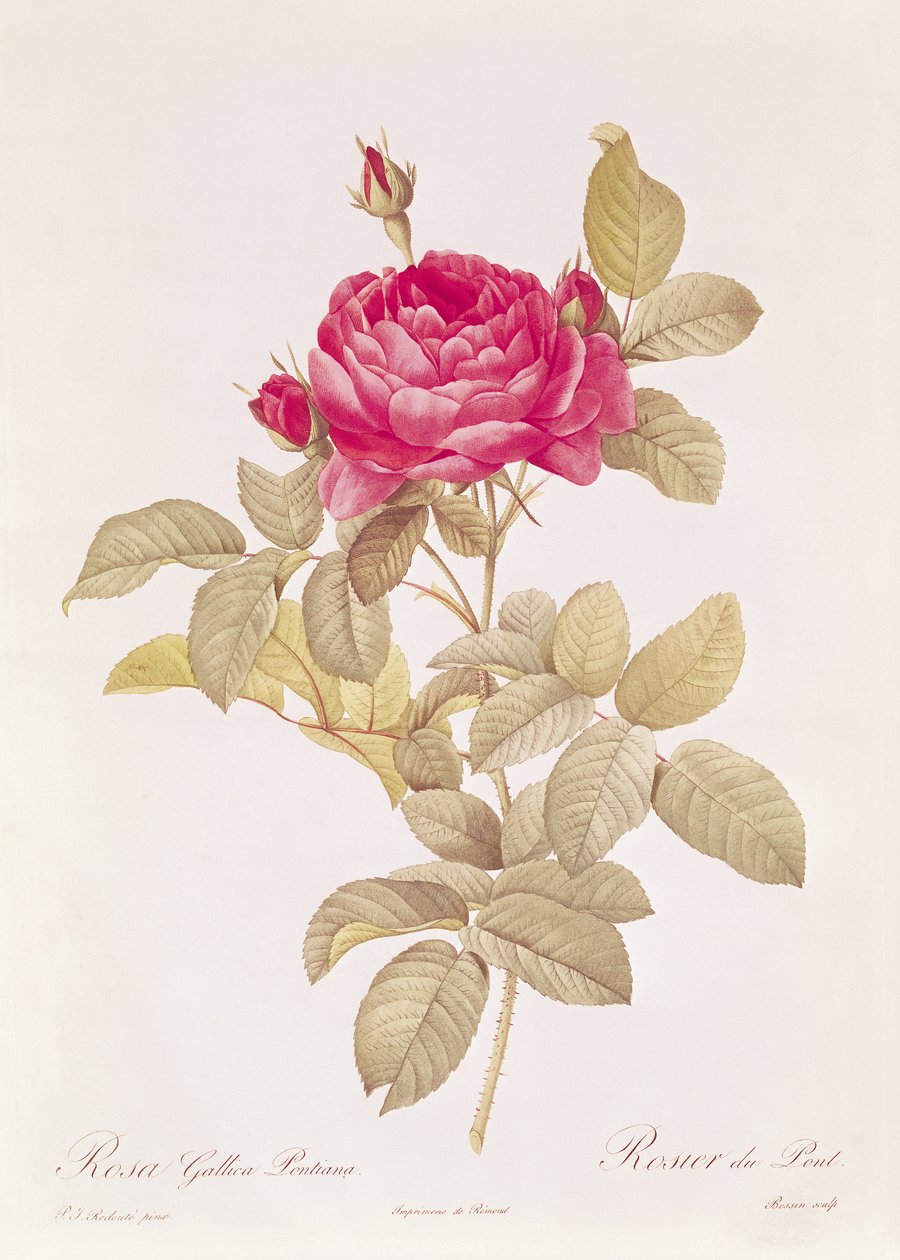 Rosa Gallica Pontiana, z „Les Roses“ od Clauda Antoina Thoryho (1757-1827), vyryla Eustache Hyacinthe Langlois (1777-1837) od Pierre Joseph Redouté