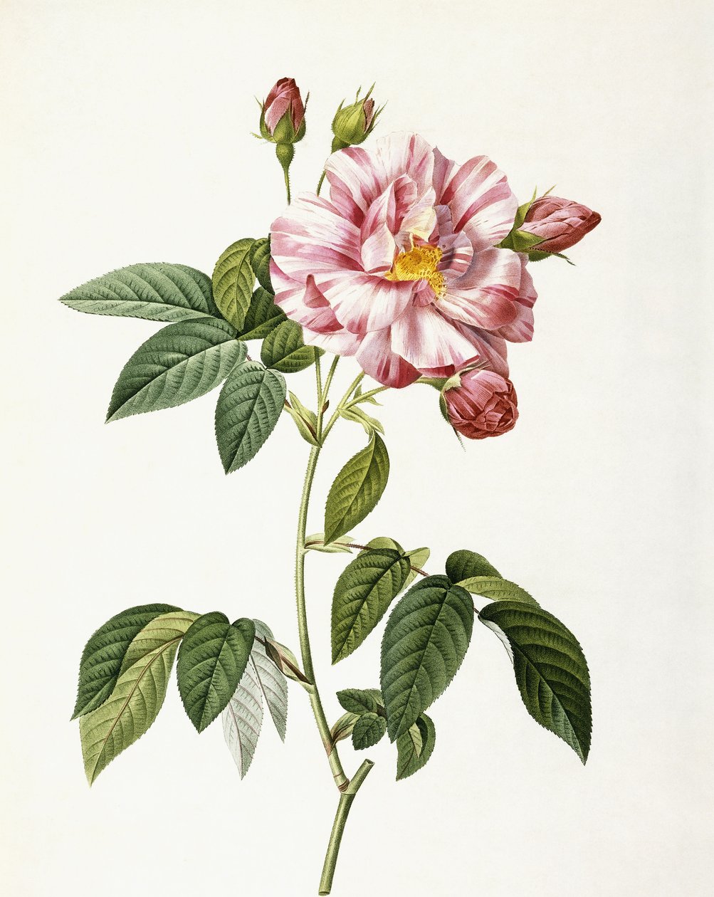 Rosa Gallica Versicolor od Pierre Joseph Redouté
