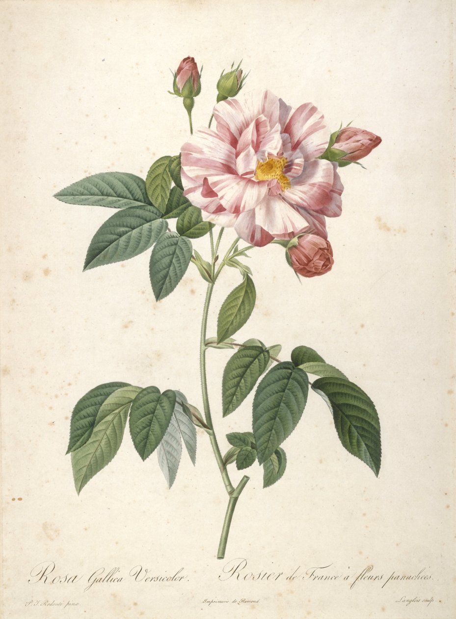 Rosa Gallica Versicolor, Rosier de France a fleurs panachees, z Les Roses, 1817-24 (ručně kolorovaná tečkovaná rytina) od Pierre Joseph Redouté