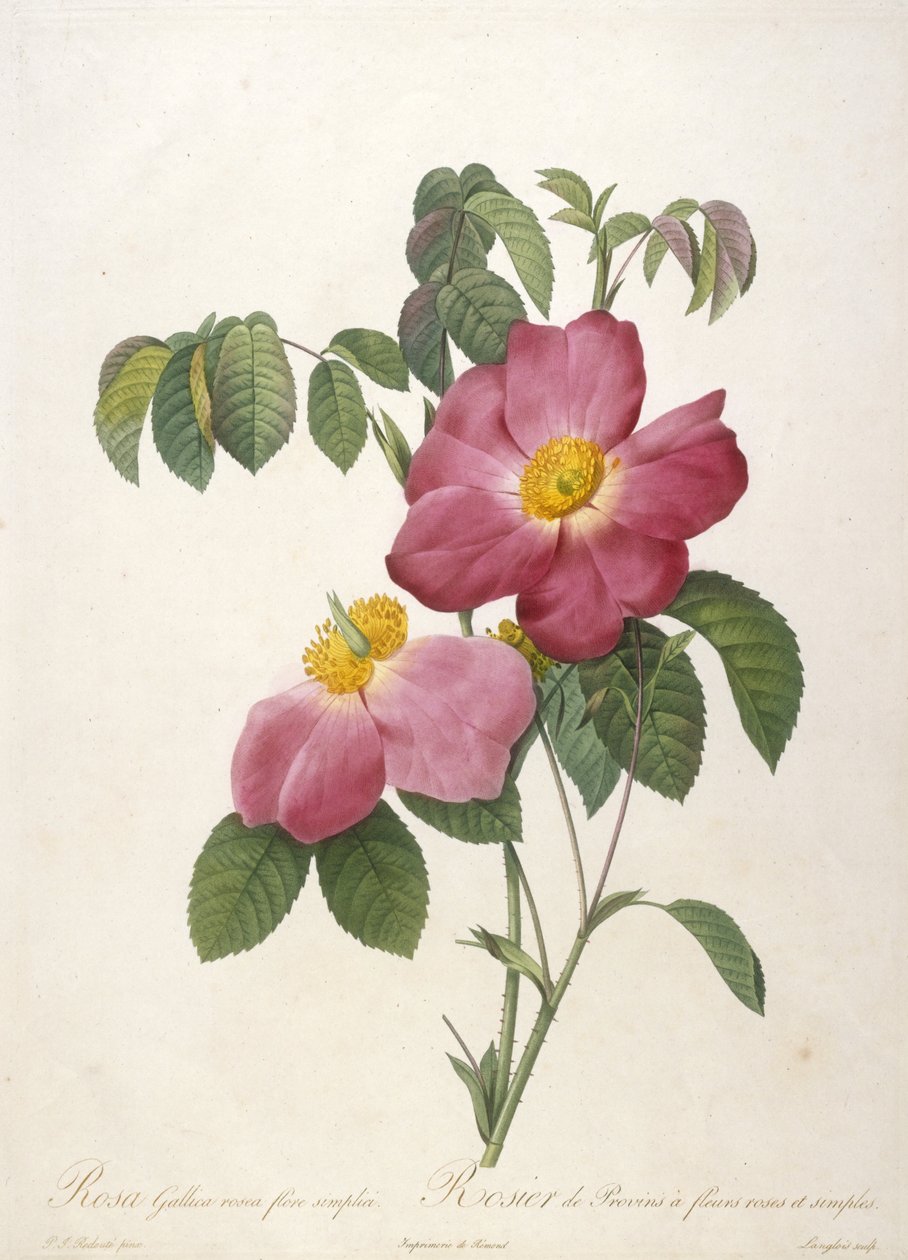 Rosa Gallica rosea flore simplici, Rosier de Provins a fleurs roses et simples, z La Couronne Des Roses, 1817-24 (ručně kolorovaná tečkovaná rytina) od Pierre Joseph Redouté