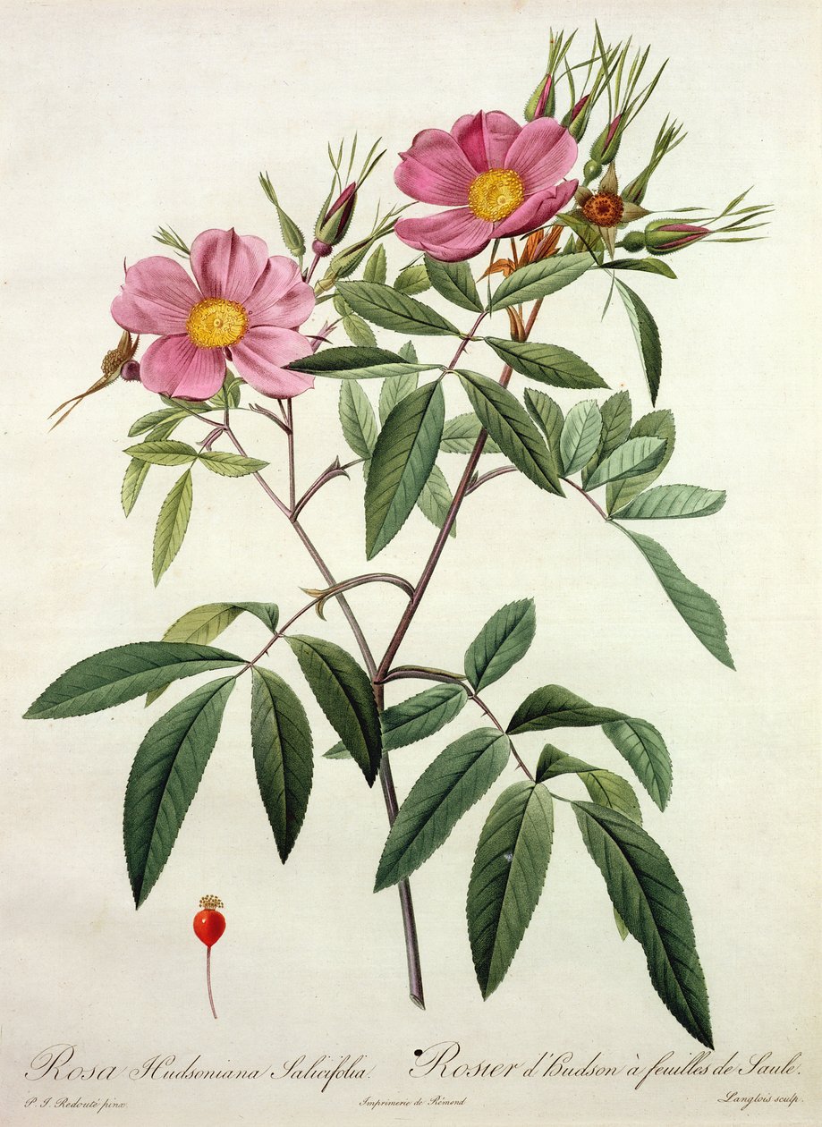 Rosa Hudsoniana Salicifolia, vyryl Langlois, vydal Remond od Pierre Joseph Redouté