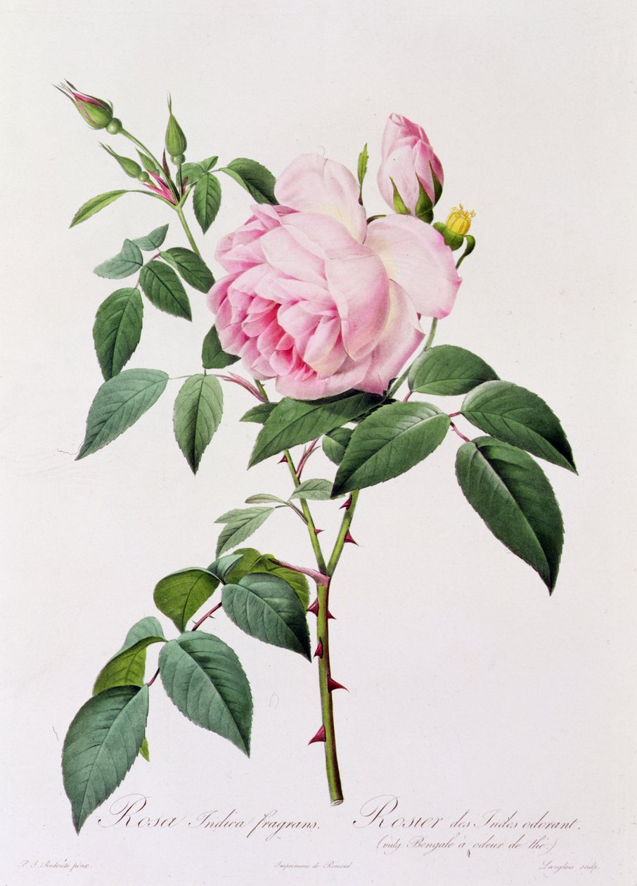 Rosa Indica Fragans (barevná rytina) od Pierre Joseph Redouté