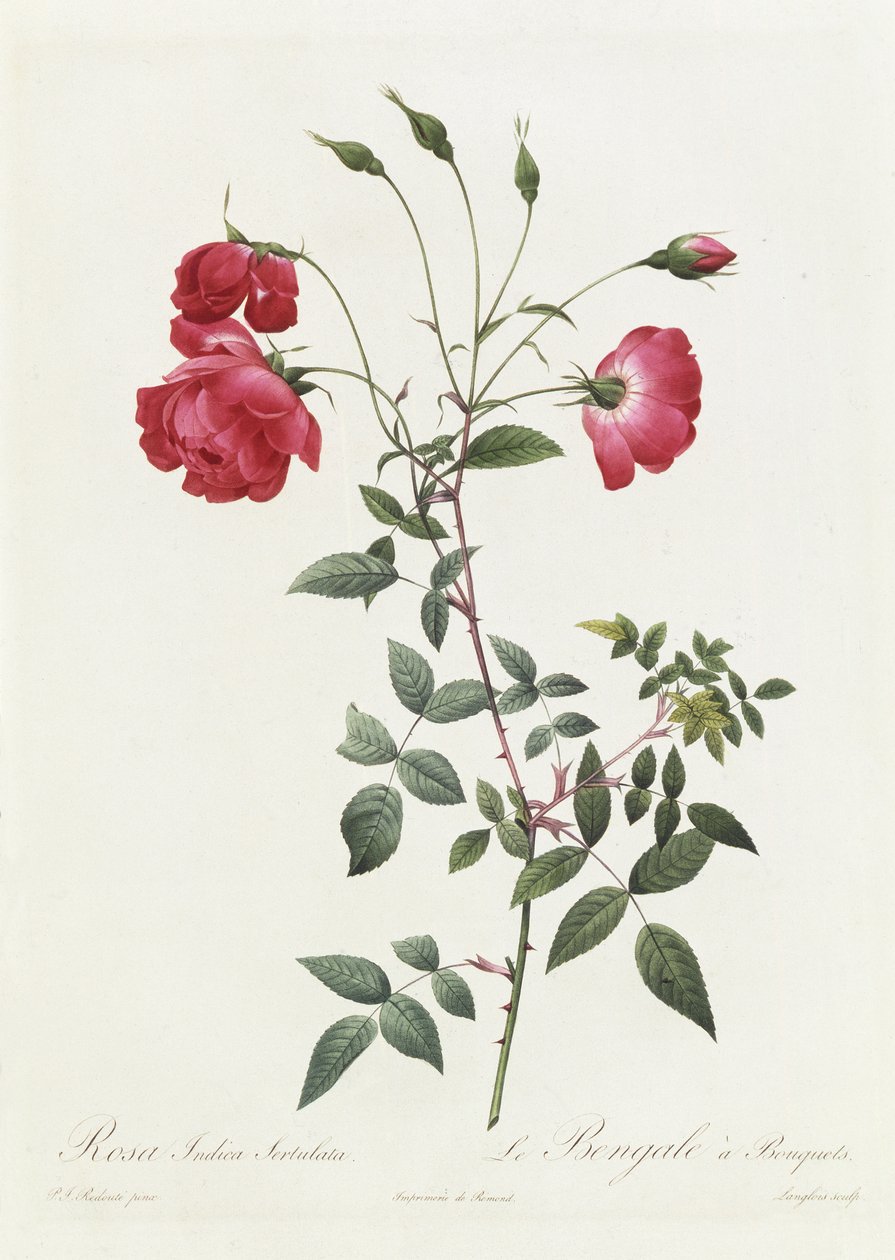Rosa Indica Sertulata od Pierre Joseph Redouté
