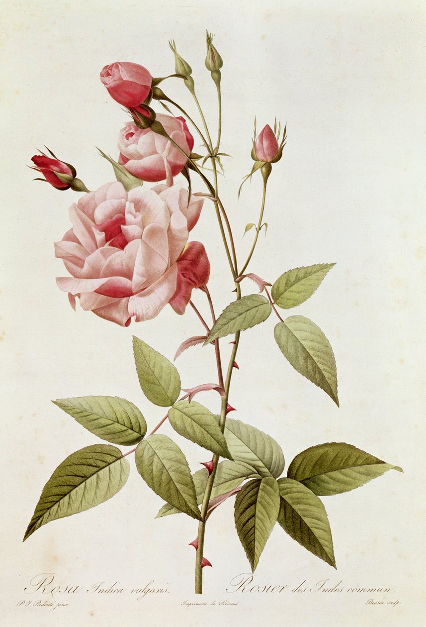 Rosa Indica Vulgaris, z „Les Roses“ od Clauda Antoina Thoryho (1757-1827), vyryla Eustache Hyacinthe Langlois (1777-1837) 1817 od Pierre Joseph Redouté