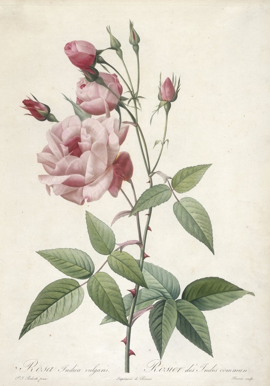 Rosa Indica vulgaris, obyčejná indická růže, z Les Roses, 1817-24 (ručně kolorovaná tečkovaná rytina) od Pierre Joseph Redouté