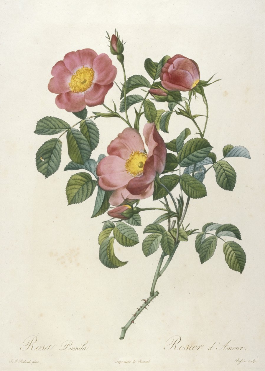 Rosa Pumila, Rosier dAmour, z La Couronne Des Roses, 1817-24 (ručně kolorovaná tečkovaná rytina) od Pierre Joseph Redouté