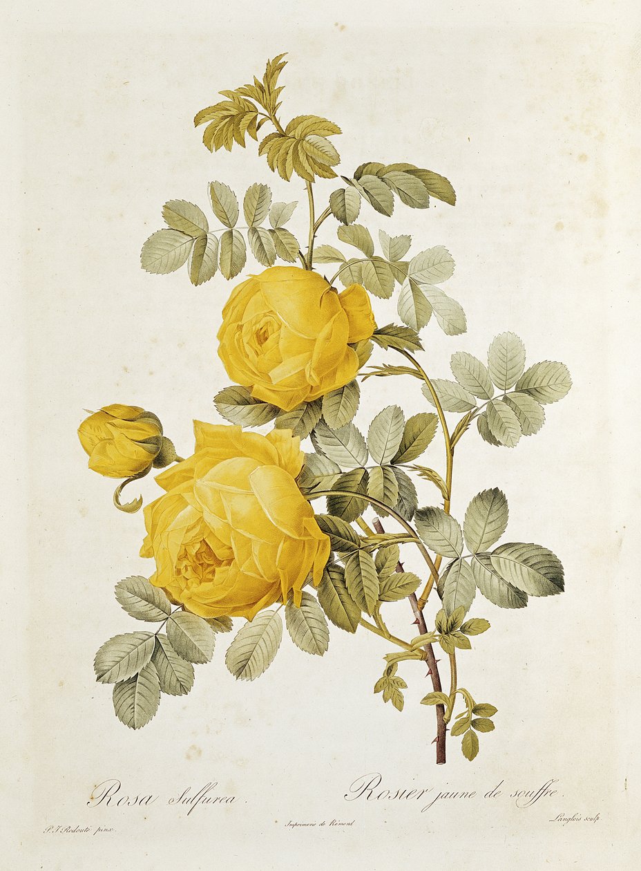 Rosa Sulfurea (žlutá růže) z „Les Roses“ od Clauda Antoina Thoryho (1757-1827) vyryla Eustache Hyacinthe Langlois (1777-1837) 1817 od Pierre Joseph Redouté