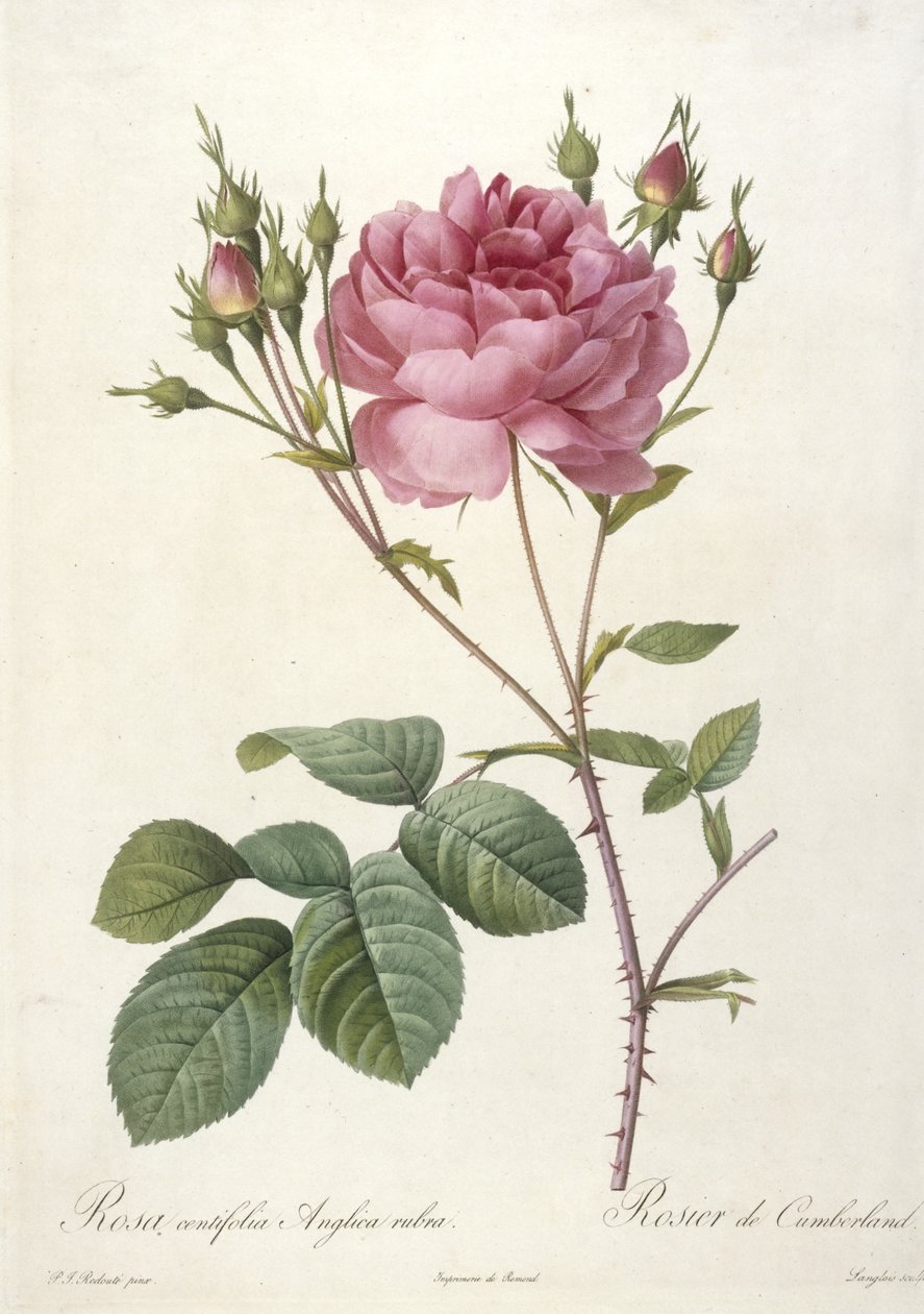 Rosa centifolia Anglica rubra, Rosier de Cumberland, z Les Roses, 1817-24 (ručně kolorovaná tečkovaná rytina) od Pierre Joseph Redouté
