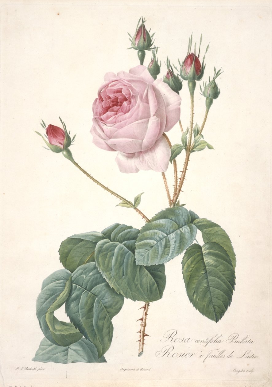 Rosa centifolia Bullata, Růžový keř s listy salátu, z Les Roses, 1817-24 (ručně kolorovaná tečkovaná rytina) od Pierre Joseph Redouté