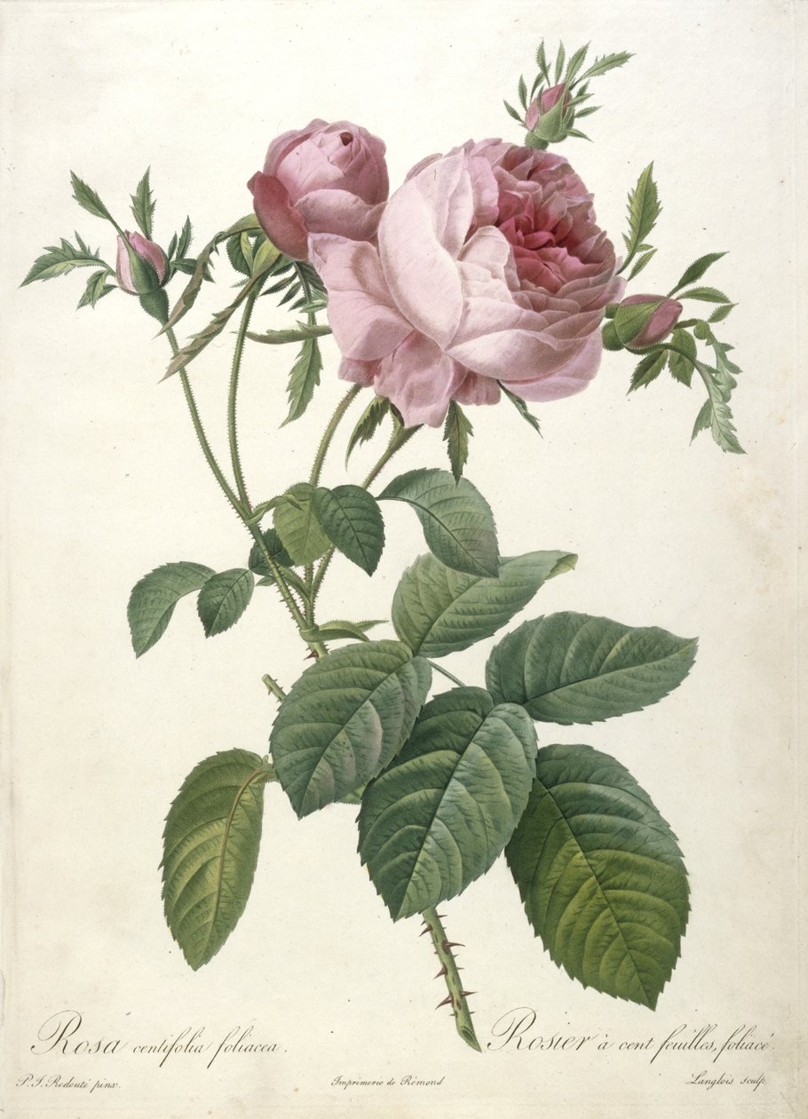Rosa centifolia foliacea, Rosier a cent feuilles, foliace, z Les Roses, 1817-24 (ručně kolorovaná tečkovaná rytina) od Pierre Joseph Redouté