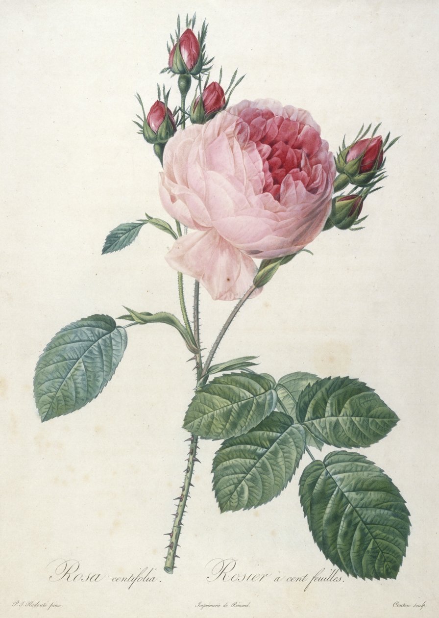 Rosa centifolia, Rosier a cent-feuilles, z Les Roses, 1817-24 (ručně kolorovaná tečkovaná rytina) od Pierre Joseph Redouté