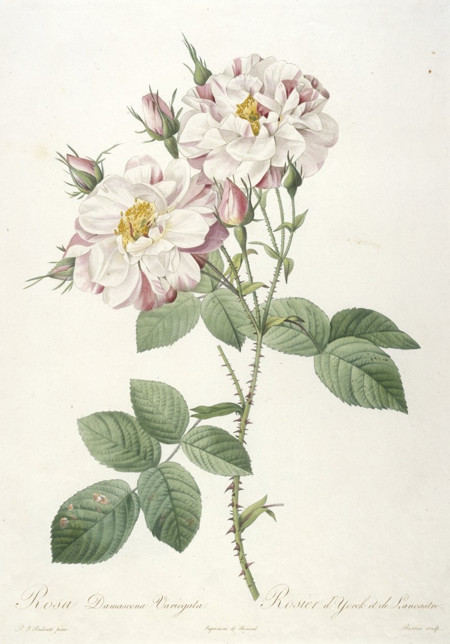 Rosa damascene variegata, Rosier d’Yorck et de Lancastre, z La Couronne des Roses, 1817-24 (ručně kolorovaná tečkovaná rytina) od Pierre Joseph Redouté