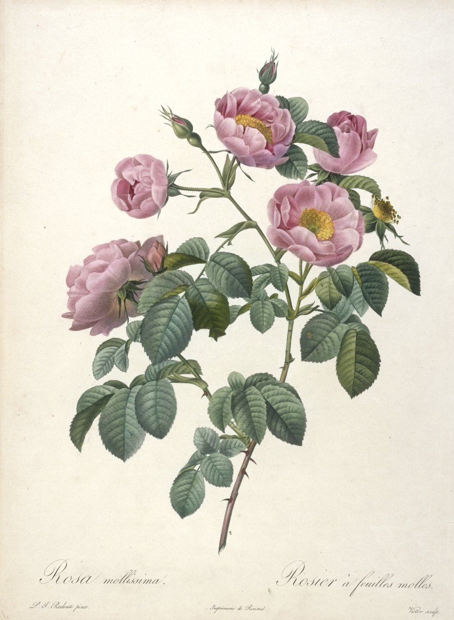 Rosa mollissima, měkká růže, z Les Roses, 1817-24 (ručně kolorovaná tečkovaná rytina) od Pierre Joseph Redouté