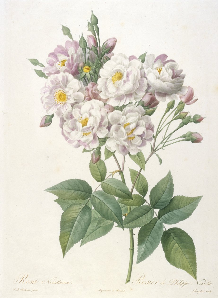 Rosa noisettiana, Rosier de Philippe de Noisette, z La Couronne des Roses, 1817-24 (ručně kolorovaná tečkovaná rytina) od Pierre Joseph Redouté
