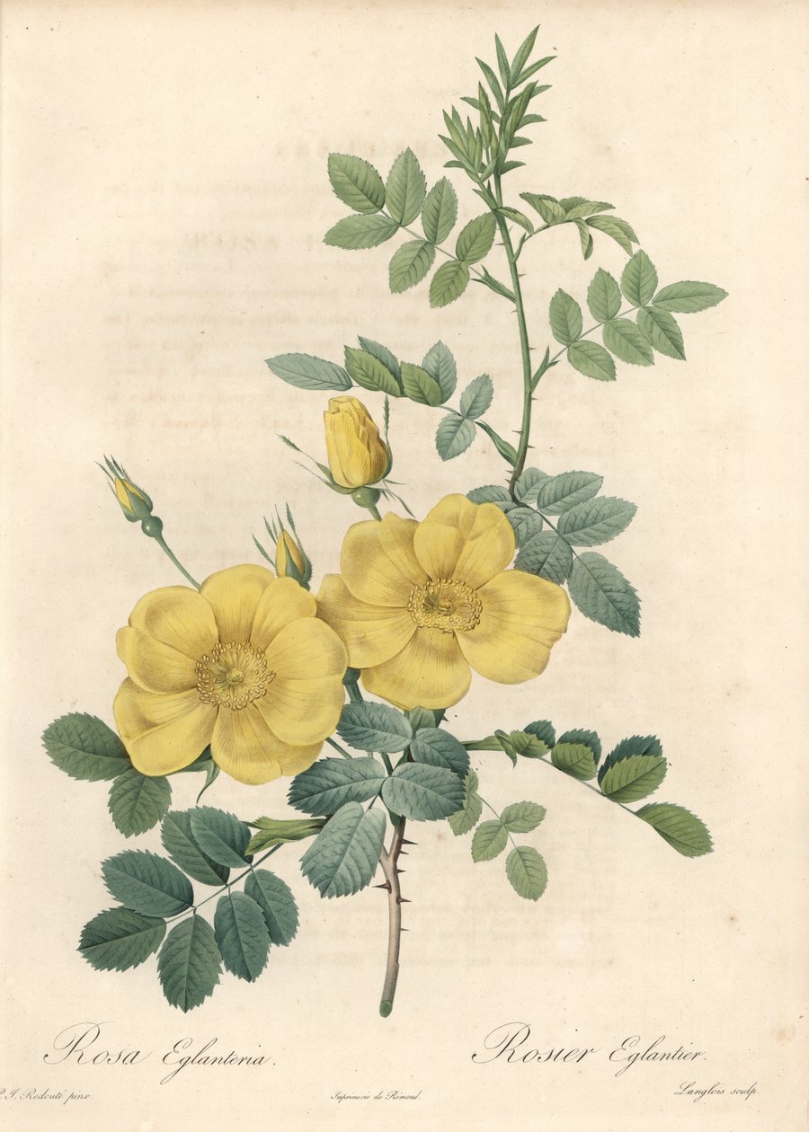 Rosa rubigineux se žlutými růžemi (Rosa rubiginosa) - Eau forte de Langlois, podle ilustrace Pierra Josepha Redoute (1759-1840), z Les Roses od Pierre Joseph Redouté
