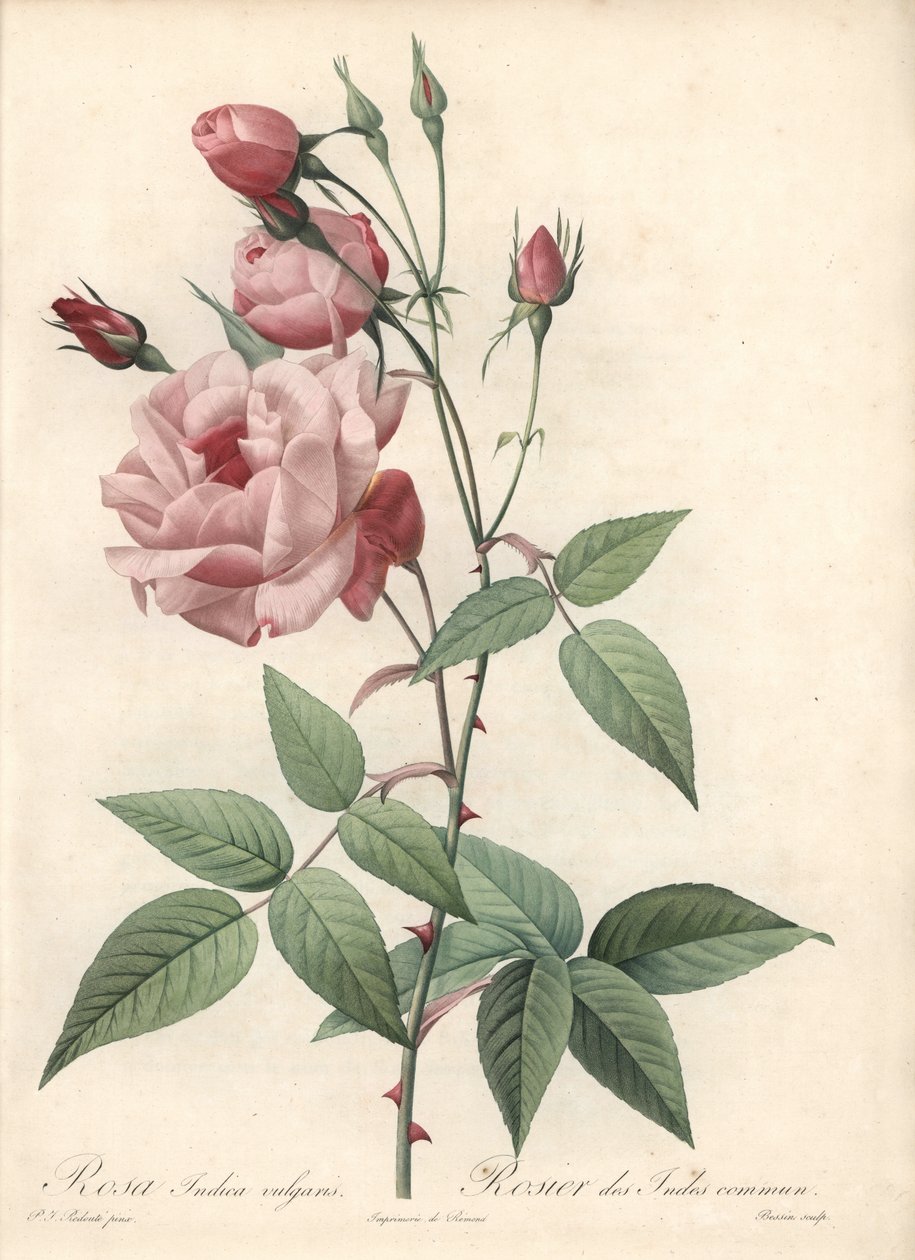Rose Bengal Rose - Eau forte de Bessin, podle ilustrace Pierra Josepha Redoute (1759-1840), z Les Roses od Pierre Joseph Redouté