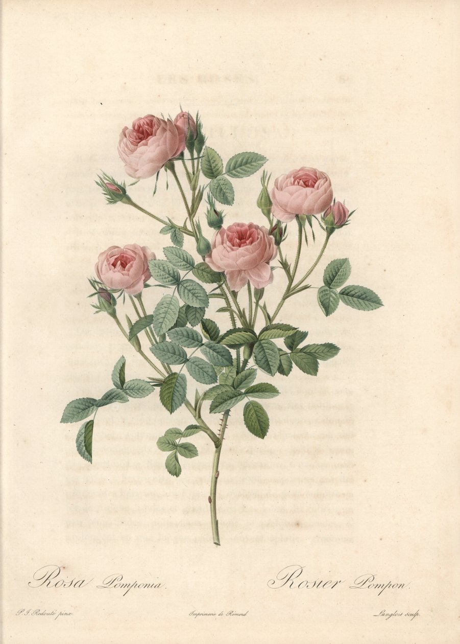 Rose de Meaux s růžovými květy - Lept od Langloise, podle ilustrace Pierra Josepha Redouta (1759-1840), z Les Roses od Pierre Joseph Redouté