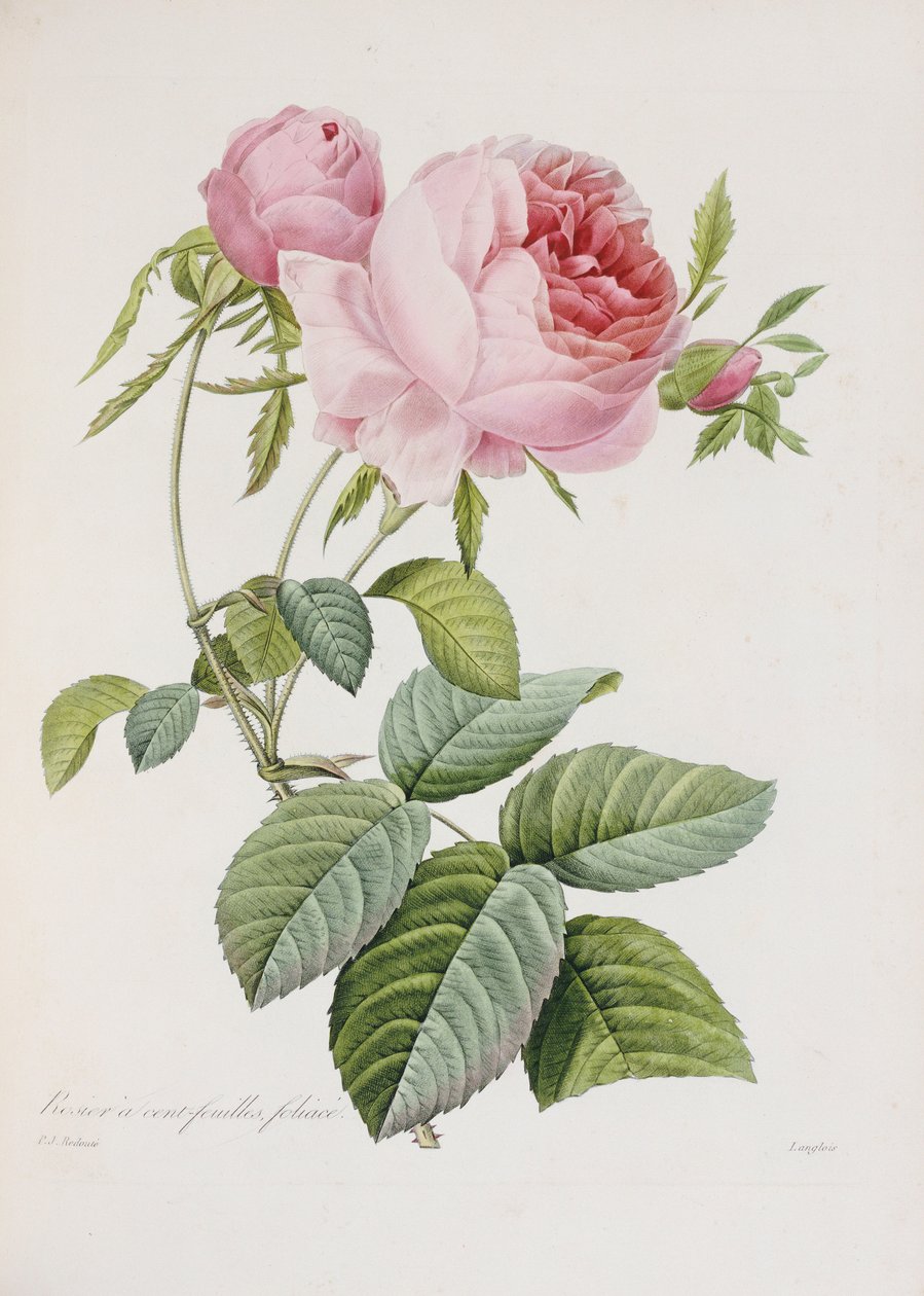 Růže, vyryla Eustache Hyacinthe Langlois od Pierre Joseph Redouté