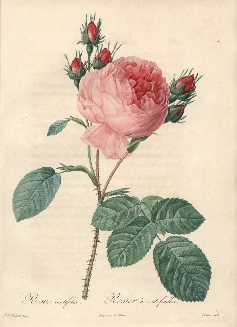 Sto listů růže (sto listů) - Eau forte od Charlina, podle ilustrace Pierra Josepha Redouta (1759-1840), z Les Roses od Pierre Joseph Redouté