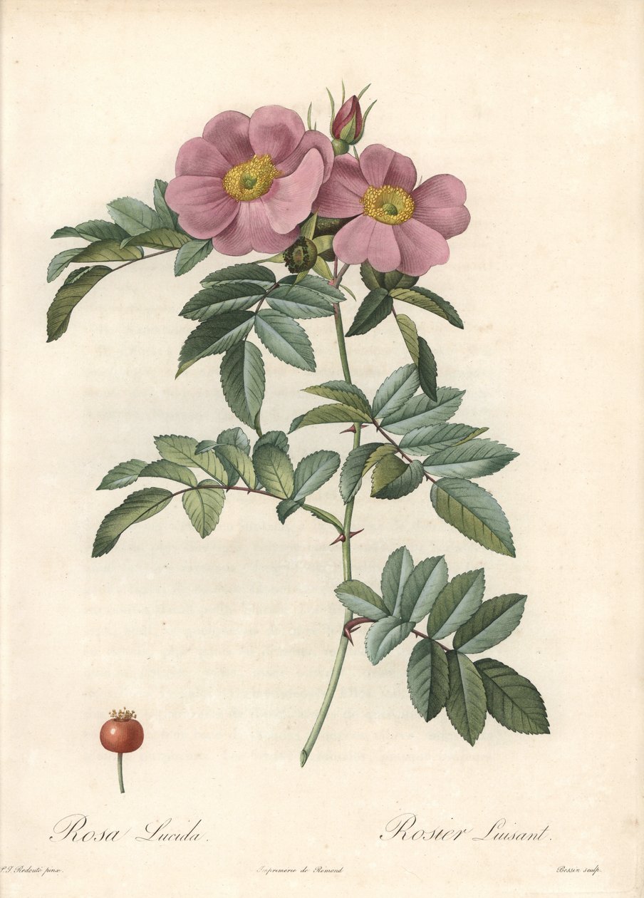 Růže z Virginie, s růžovými květy - Eau forte de Bessin, podle ilustrace Pierra Josepha Redouta (1759-1840), z Les Roses od Pierre Joseph Redouté