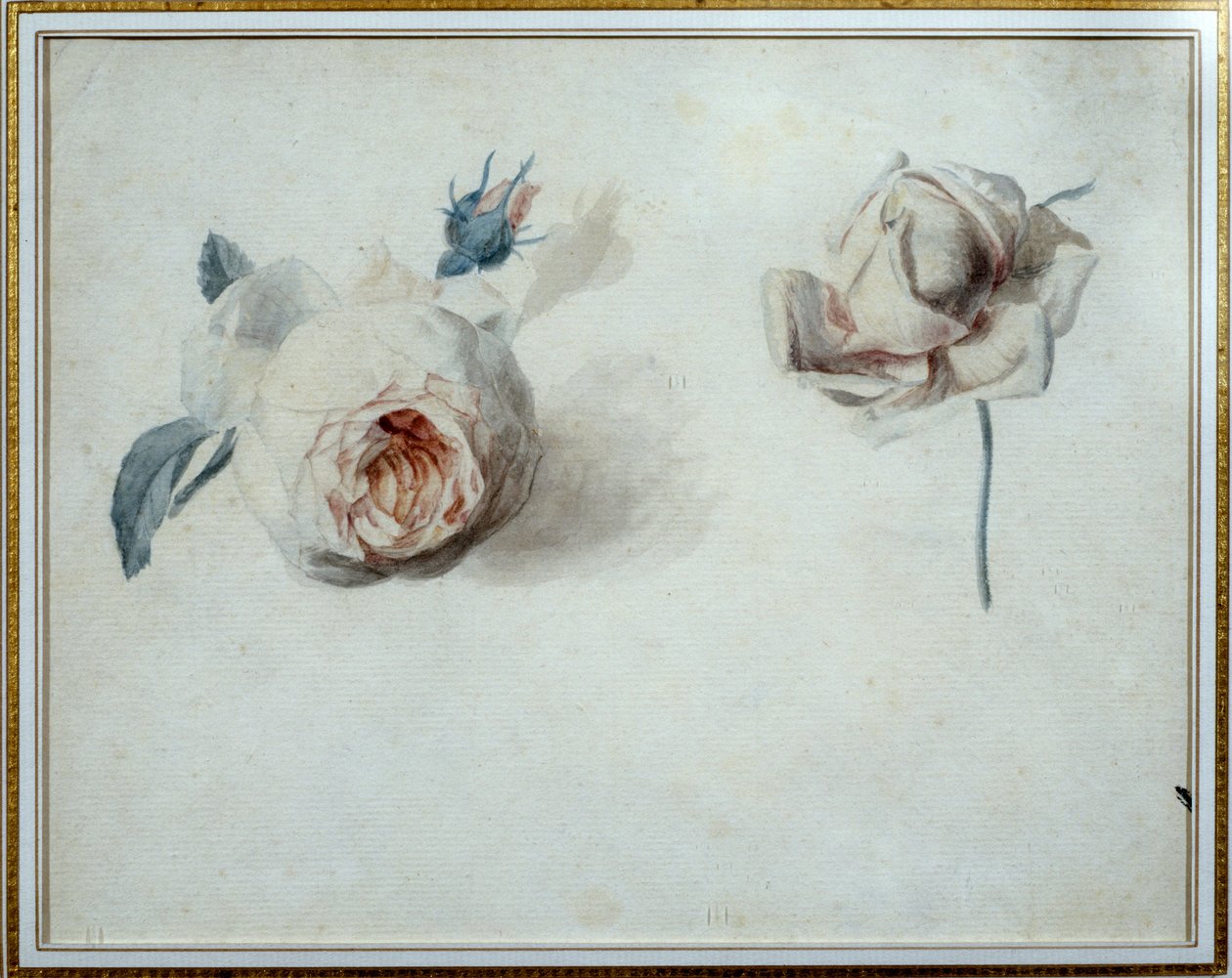 Studie růží Akvarel od Pierra Josepha Redouta (1759-1840) Malmaison 19. století, zámecké muzeum. od Pierre Joseph Redouté