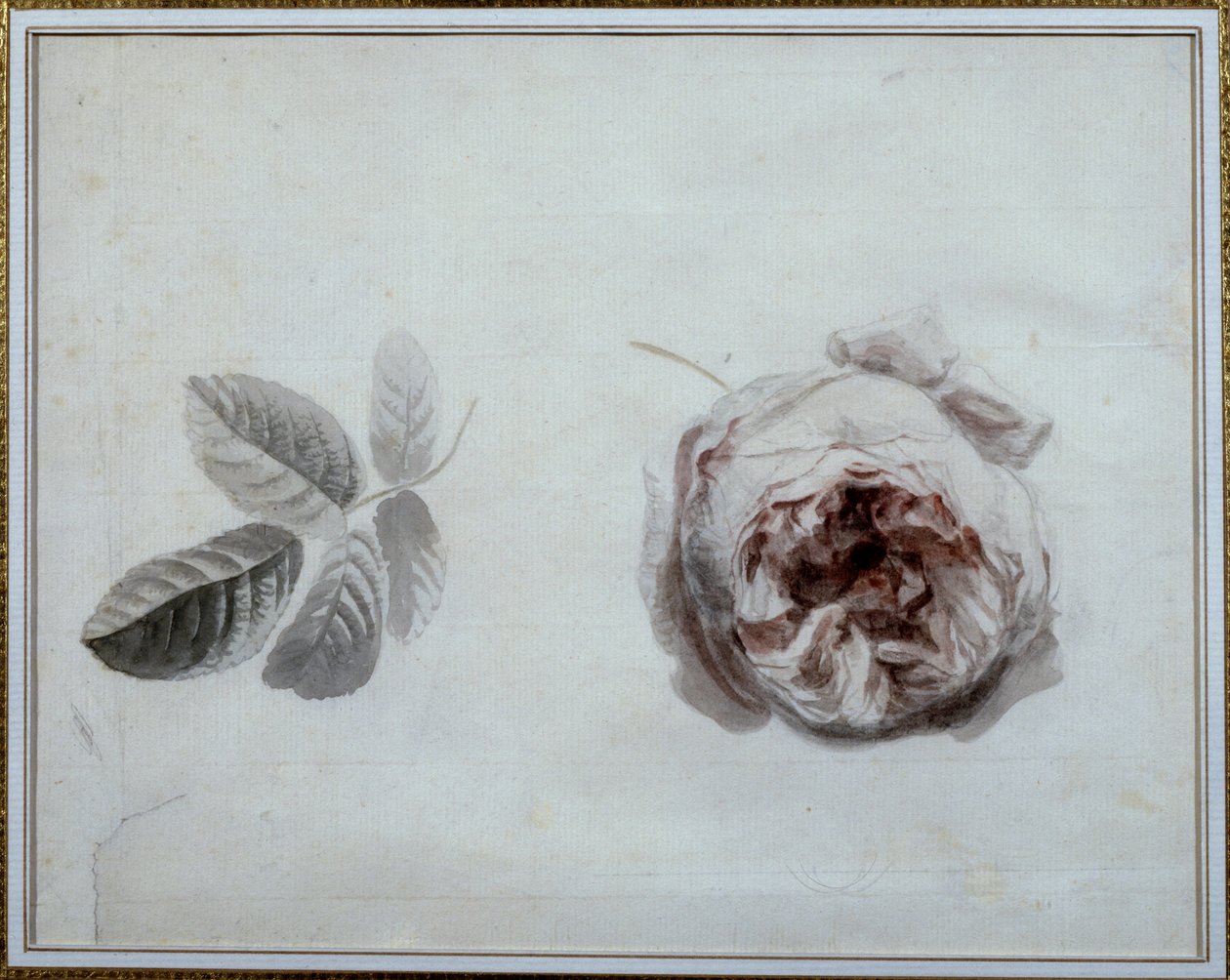 Studie růží Akvarel od Pierra Josepha Redouta (1759-1840) Malmaison 19. století, zámecké muzeum. od Pierre Joseph Redouté