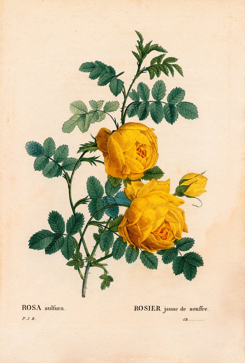 Růžová síra, Rosa hemisphaerica, Síra žlutá. Ručně kolorovaná tečkovaná mědirytina z díla Pierra Josepha Redouta „“Les Roses,” Paris od Pierre Joseph Redouté